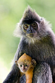 Silvered Leaf Monkey (Trachypithecus cristatus) mother holding very young infant, Sabah, Malaysia