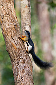 Prevost's Squirrel (Callosciurus prevostii) climbing tree, Tanjung Puting National Park, Indonesia