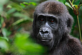 Western Lowland Gorilla (Gorilla gorilla gorilla) five year old orphan, part of reintroduction project by Aspinall Foundation, Bateke Plateau National Park, Gabon