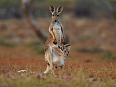 Red Kangaroo (Macropus rufus) female with joey in pouch, Australia
