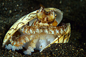 Veined Octopus (Octopus marginatus) in bi-valve shell, Indonesia
