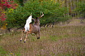 White-tailed Deer (Odocoileus virginianus) buck fleeing with tail raised, North America