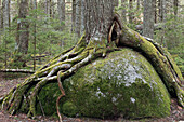 Canadian Hemlock (Tsuga canadensis) growing on boulder, Kejimkujik National Park, Nova Scotia, Canada