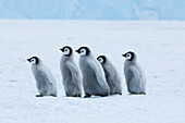 Emperor Penguin (Aptenodytes forsteri) chicks, Prydz Bay, eastern Antarctica