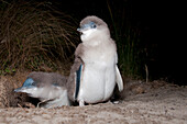 Little Blue Penguin (Eudyptula minor) chicks, Tasmania, Australia