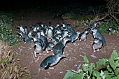 Little Blue Penguin (Eudyptula minor) group heading towards nesting burrows on well worn pathways, Victoria, Australia