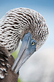 Blue-footed Booby (Sula nebouxii) preening, Galapagos Islands, Ecuador