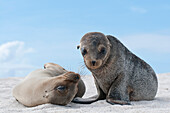 Galapagos Sea Lion (Zalophus wollebaeki) female and pup, Galapagos Islands, Ecuador