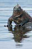 Marine Iguana (Amblyrhynchus cristatus) on rock in shallow water, Galapagos Islands, Ecuador