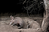Aardvark (Orycteropus afer) young male emerging from deep burrow, Laikipia, Kenya
