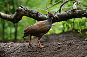 Orange-footed Scrubfowl (Megapodius reinwardt), Nusa Tenggara, Indonesia