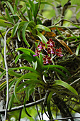 Orchid (Vanda limbata) flowers, Nusa Tenggara, Indonesia