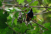 Standardwing (Semioptera wallacii) male displaying at lek, Halmahera Island, North Maluku, Indonesia