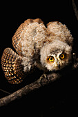 Moluccan Scops-Owl (Otus magicus) chick in threat display, Halmahera Island, North Maluku, Indonesia