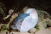 Paper Nautilus (Argonauta nodosa) on sand bottom, Port Phillip Bay, Victoria, Australia