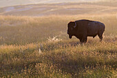 American Bison (Bison bison) bull in grassland, National Bison Range, Moise, Montana