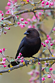 Brown-headed Cowbird (Molothrus ater) in flowering tree, Troy, Montana