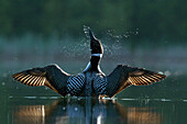 Common Loon (Gavia immer) stretching wings, Troy, Montana