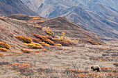 Grizzly Bear (Ursus arctos horribilis) in tundra, Denali National Park, Alaska