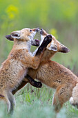 Red Fox (Vulpes vulpes) pups playing, Mission Valley, western Montana