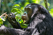 Chimpanzee (Pan troglodytes) feeding on African Grape (Pseudospondias microcarpa) fruit, western Uganda