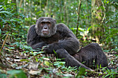 Chimpanzee (Pan troglodytes) male resting, western Uganda