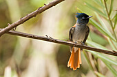 African Paradise-Flycatcher (Terpsiphone viridis) female, Hawf Protected Area, Yemen