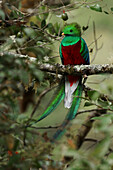 Resplendent Quetzal (Pharomachrus mocinno) male, Costa Rica