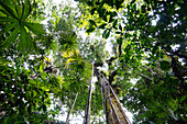 Trees in rainforest looking up towards the canopy, Costa Rica