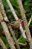 Red-crowned Woodpecker (Melanerpes rubricapillus), Costa Rica
