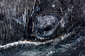 Gray Whale (Eschrichtius robustus) eye, San Ignacio Lagoon, Baja California, Mexico