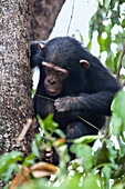 Chimpanzee (Pan troglodytes) young fishing for ants with stick, Mahale Mountains National Park, Tanzania