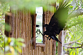 White-necked Raven (Corvus albicollis) attacking its mirror image, Mahale Mountains National Park, Tanzania