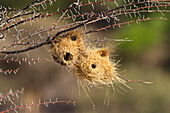 Grey-headed Social-Weaver (Pseudonigrita arnaudi) nests in Acacia (Acacia sp) tree, Ruaha National Park, Tanzania