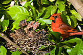 Northern Cardinal (Cardinalis cardinalis) father and chicks in nest, Green Valley, Arizona