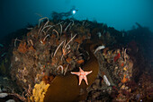 Sea Star (Perknaster aurorae) on Brown Algae (Himantothallus grandifolius) and scuba diver, Palmer Station, Antarctic Peninsula, Antarctica