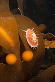 Sea Snail (Nacella concinna) on Brown Algae (Cystosphaera jacquinotii) blade, Palmer Station, Antarctic Peninsula, Antarctica