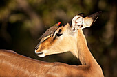 Impala (Aepyceros melampus) ewe with Red-billed Oxpecker (Buphagus erythrorhynchus) hunting for flies, Kruger National Park, South Africa
