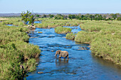 African Elephant (Loxodonta africana) crossing river, Kruger National Park, South Africa