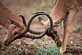 Impala (Aepyceros melampus) males sparring, Kruger National Park, South Africa