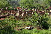 Impala (Aepyceros melampus) herd watching four meter long African Rock Python (Python sebae) killing impala fawn, Kruger National Park, South Africa