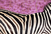 Burchell's Zebra (Equus burchellii) amongst Pompom Weed (Campuloclinium macrocephalum), Rietvlei Nature Reserve, Gauteng, South Africa