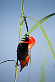Red Bishop (Euplectes orix) male displaying, Marievale Bird Sanctuary, Gauteng, South Africa