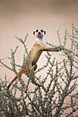 Meerkat (Suricata suricatta) on lookout, Kgalagadi Transfrontier Park, Botswana