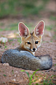 Cape Fox (Vulpes chama), Kgalagadi Transfrontier Park, Botswana