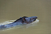 Brazilian Tapir (Tapirus terrestris) swimming across Tiputini River, Yasuni National Park, Amazon, Ecuador