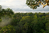 Rainforest canopy, Yasuni National Park, Amazon, Ecuador