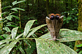 Katydid (Pterochroza sp) in defensive posture, Yasuni National Park, Amazon, Ecuador