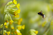 Buff-tailed Bumblebee (Bombus terrestris) approaching Cowslip Primrose (Primula veris) flower, England