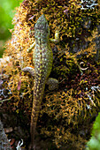 Lizard (Stenocercus sp), Andes, Ecuador